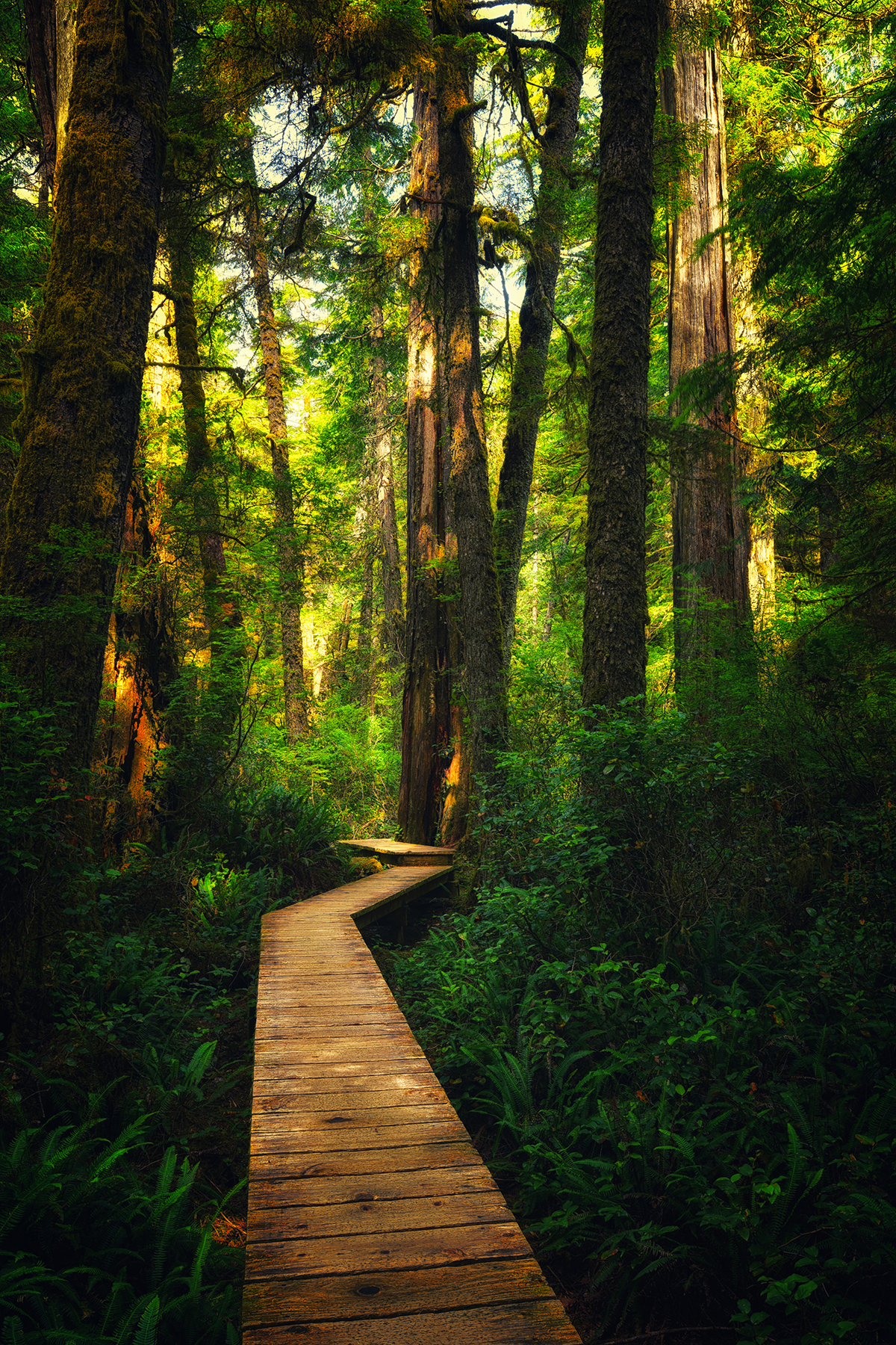 forest path